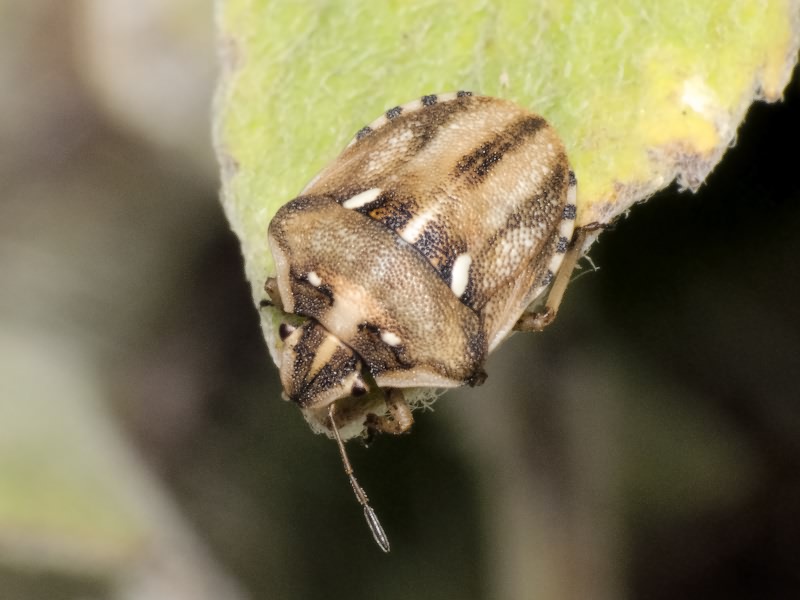 Derula flavoguttata Mulsant & Rey, 1856